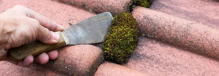 Moos von Dach entfernen